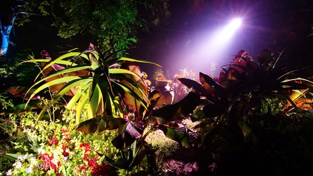 Gardens lit up