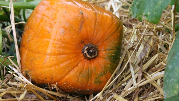Spookley pumpkin