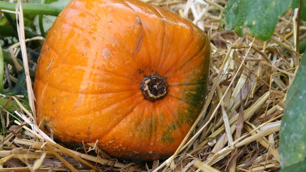 Spookley pumpkin