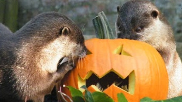 Pumpkins