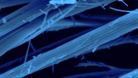 Asbestos fibres