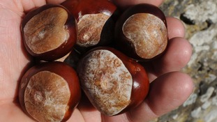The wet weather has affected conker supplies in Warwickshire this year
