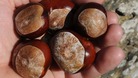 The wet weather has affected conker supplies in Warwickshire this year
