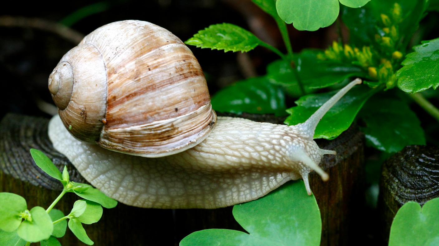 Scientists appeal for help to find a mate for Jeremy the lonely snail