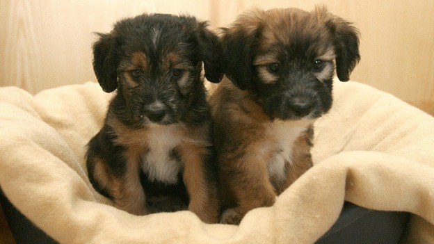 RSPCA