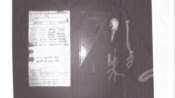 Pigeon skeleton and coded message it was carrying