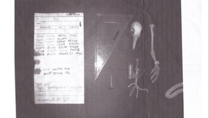 Pigeon skeleton and coded message it was carrying