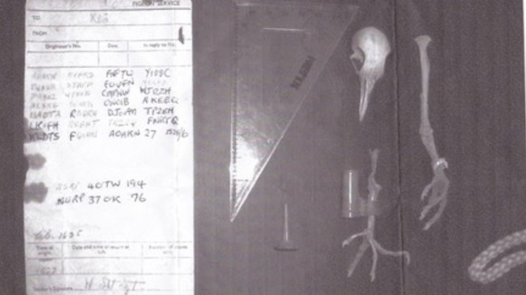 Pigeon skeleton and the coded message it was carrying during World War II.