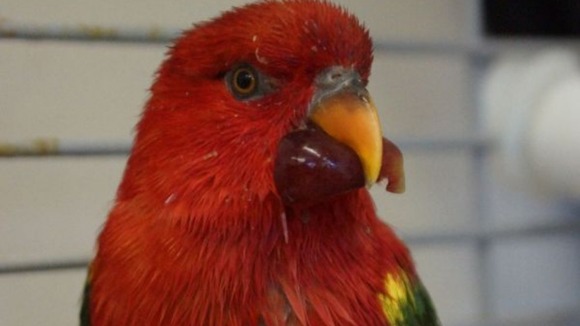 Beaky the parrot