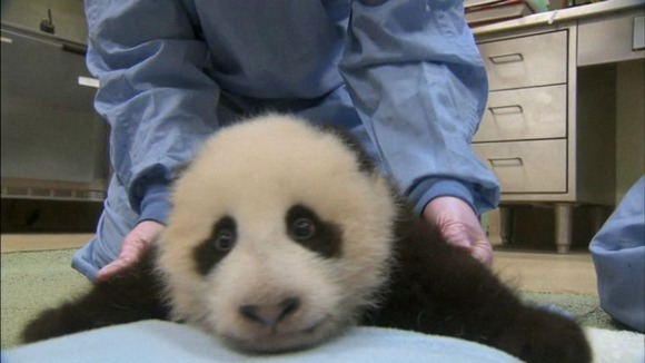 Giant panda cub's first steps