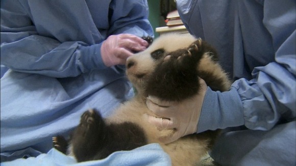 Giant panda cub's first steps