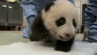 Giant panda cub's first steps