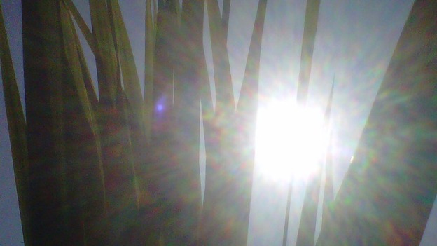 The sun shining on the plants in the weather