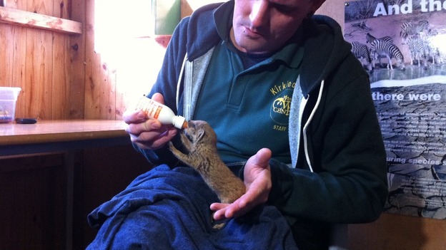 Mario the Mongoose is being well-looked after in his new home