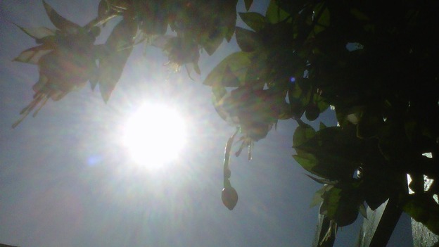 Record highs in the weather garden