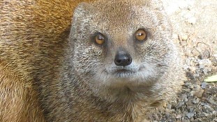 Mario the Mongoose
