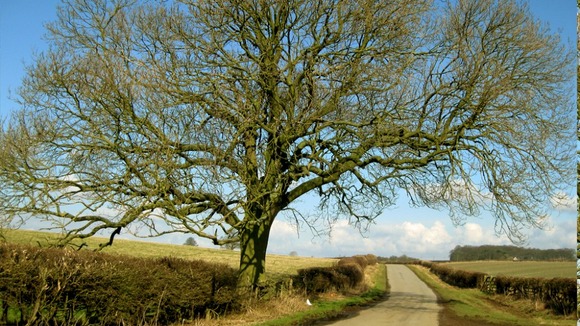 Ash trees like this one are under threat