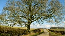Ash trees like this one are under threat