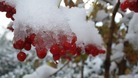The hedgerows of Leigh-on-Mendip get a frosting.