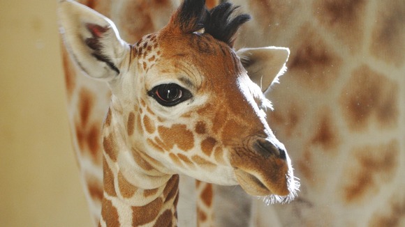 Whipsnade's new addition