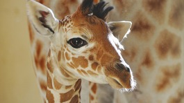 Whipsnade's new addition