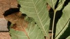Chalara dieback of ash is a serious disease of ash trees caused by a fungus called Chalara fraxinea