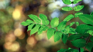 Ash trees are under threat from Chalara fraxinea