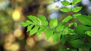 An ash sapling in Studley, Warwickshire