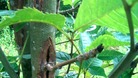Environment experts in the region fear the fungal infection, which spreads easily, could have serious consequences for natural woodlands.
