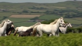 Horses