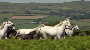 Horses