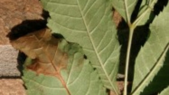Chalara dieback of ash is a serious disease of ash trees caused by a fungus called Chalara fraxinea