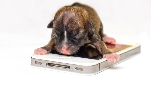 Beyonce is so small she can fit on an iPhone.