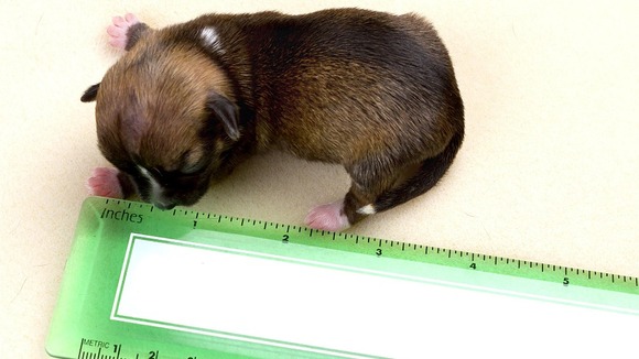 The Dachshund mix puppy could be the world's smallest dog.