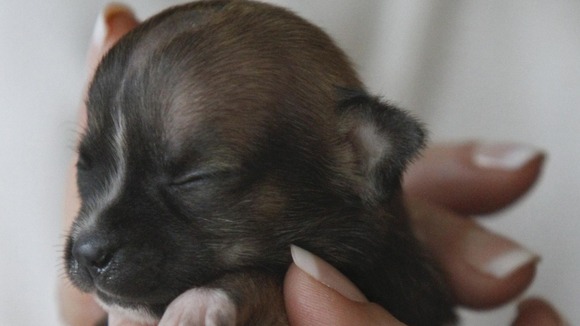 Beyonce, a Daschund mix, is currently being cared for by vets in California.