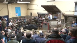 Cattle market