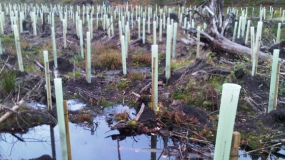 Ash Saplings in Dumfries and Galloway