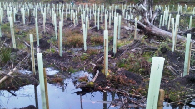 Ash Saplings in Dumfries and Galloway