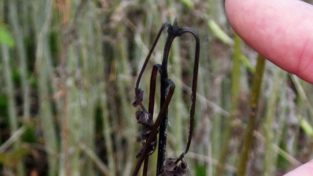 An ash sapling infected with ash dieback disease at Arger Fen in Suffolk