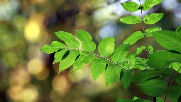 disease on ash tree