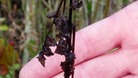 Ash sapling infected with 'Ash dieback' in Suffolk.