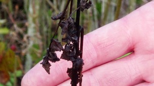 Ash sapling infected with 'Ash dieback' in Suffolk.
