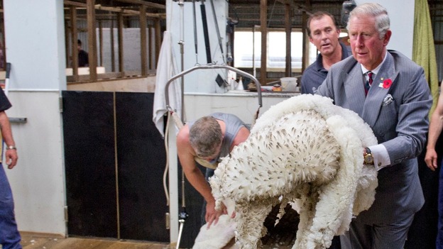 The Prince of Wales helps with sheep shearing during a visit to the Leenavale Sheep Stud in Sorell, Tasmania
