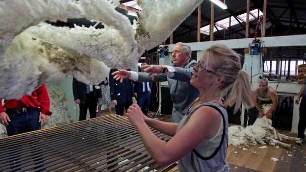 The Prince of Wales helps with sheep shearing during a visit to the Leenavale Sheep Stud in Sorell, Tasmania