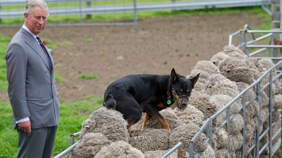 The Prince of Wales watches as a sheep dog walk on the back of sheep during a visit to the Leenavale Sheep Stud in Sorell, Tasmania