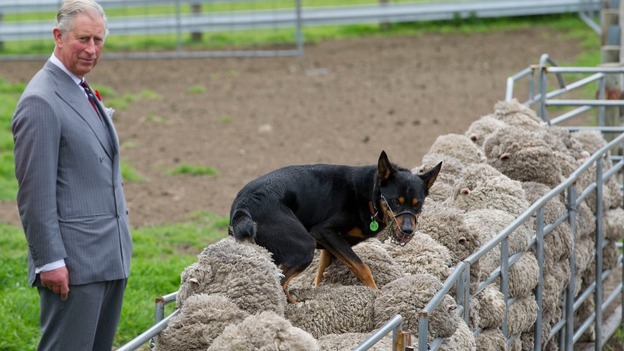 The Prince of Wales watches as a sheep dog walk on the back of sheep during a visit to the Leenavale Sheep Stud in Sorell, Tasmania