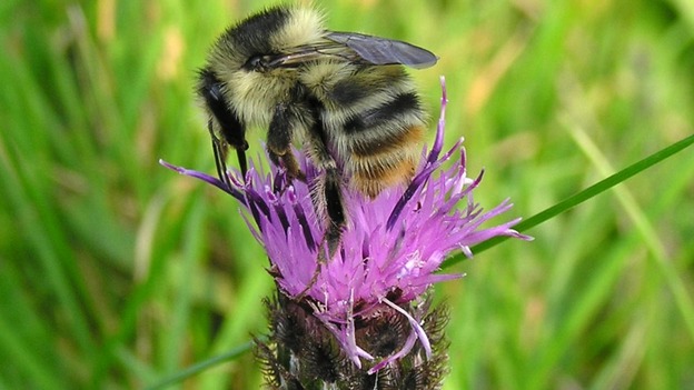 The Shrill Carder, Bombus Sylvarum bumblee.