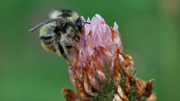 The Shrill Carder, Bombus Sylvarum bumblee.