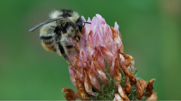 The Shrill Carder, Bombus Sylvarum bumblee.