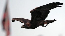 Golden Eagle